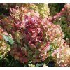 Hydrangea paniculata 'Petite Cherry'  Hortenzie latnatá