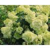 Hydrangea paniculata 'Petite Cherry'  Hortenzie latnatá