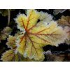 Heuchera x hybrida 'Electra®' (Velikost hrnku 1 l)