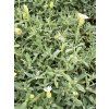 Silene maritima (Velikost hrnku 0,5 l)
