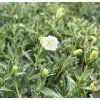 Silene maritima (Velikost hrnku 0,5 l)