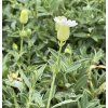 Silene maritima (Velikost hrnku 0,5 l)
