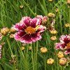 Coreopsis vert. 'Ruby Frost' (Velikost hrnku 2l terac)