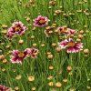 Coreopsis vert. 'Ruby Frost' (Velikost hrnku 2l terac)