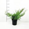 Juniperus media 'Pfitz. Glauca'  jalovec prostřední  'Pfitz. Glauca'