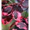 Fagus sylvatica Tricolor'  Buk lesní