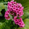 Bergenia