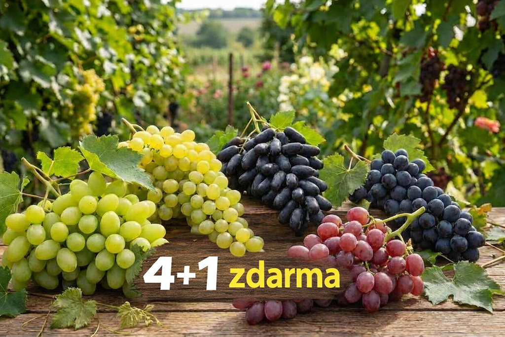 4+1 Vinná réva