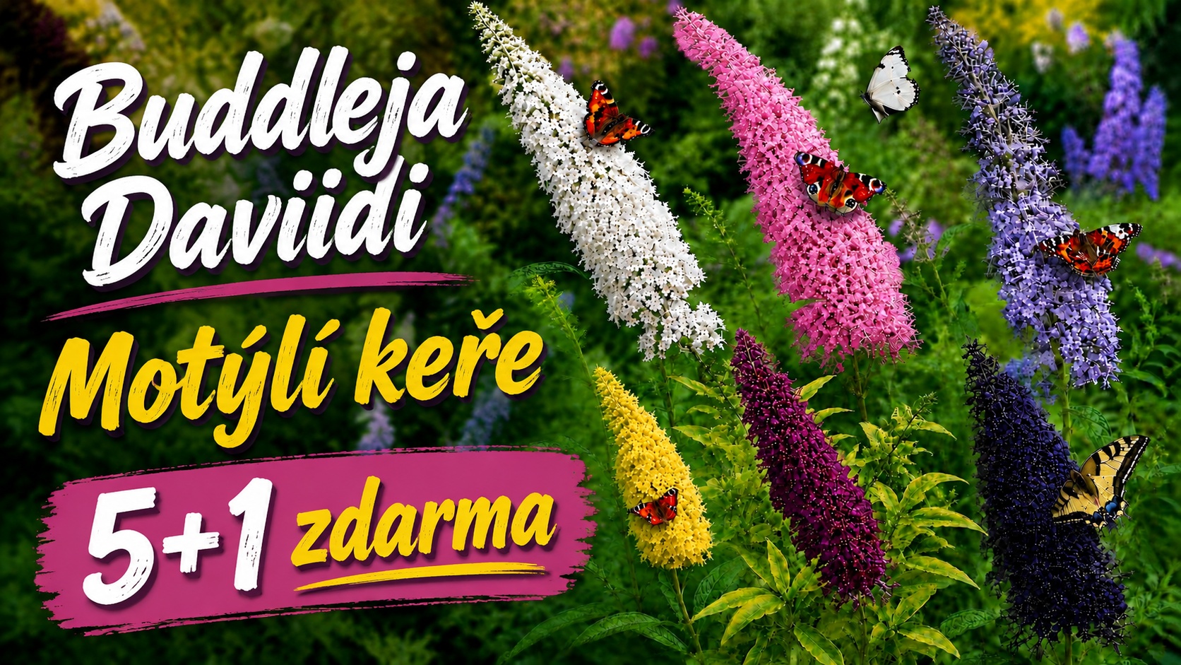 Buddleja davidii