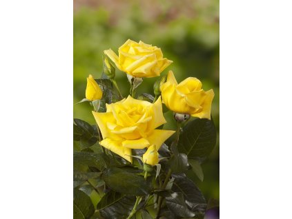 Landora profimedia 0251056803