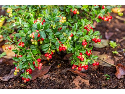 profimedia 0569543033