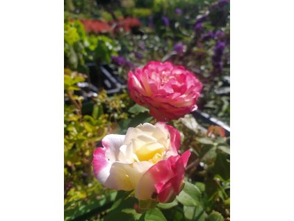 Velkokvětá růže Double Delight