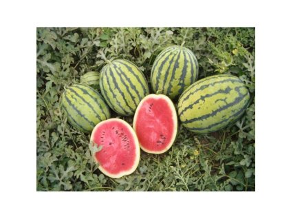 GZ 010816 Melon Bedouin(1) 500x500