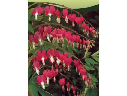 dicentra