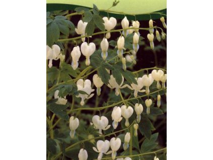 dicentra alba