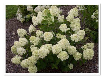 Hydrangea Lime Light Panicle Hydrangea landscape