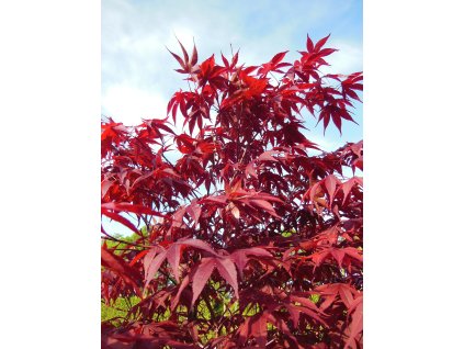 acer palmatum
