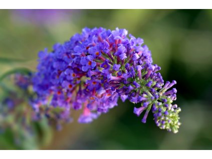 buddleja nannho blue