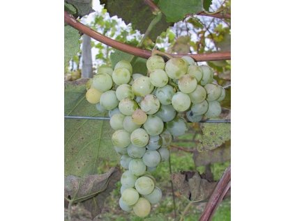 Sotolar Vitis labrusca ananasnyj hrozen