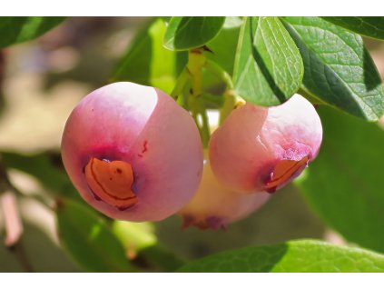 profimedia 0584082525