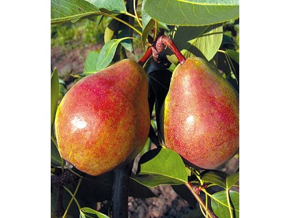 736 1207 vyr 1045Isolda