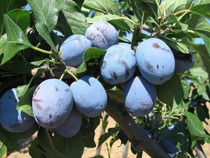 vyr 187Cacanska lepotica