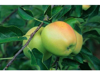 heliodor profimedia 0568288841