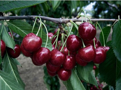 736 1634 vyr 1104Lapins