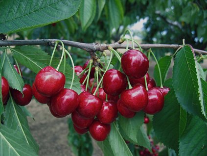 736 1635 vyr 86Stella