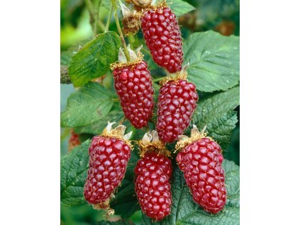 profimedia 0077364856