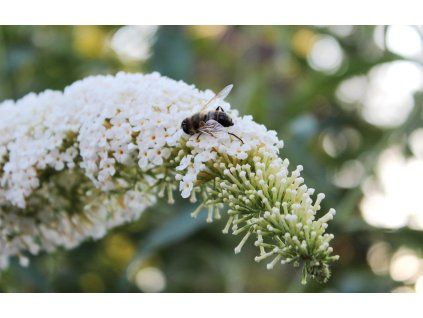 buddleja 4388579 1920