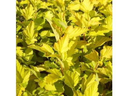 05f41c0aaf6138202e29428ff419e085 mmf400x400