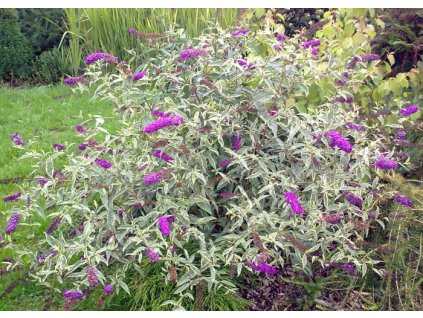 Buddleia Harlequin