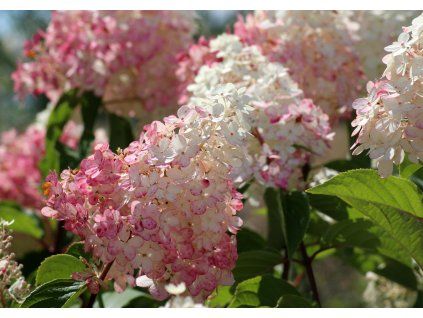hydrangeas 3567809 1920