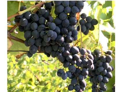 Vinná réva " Magdalena " - bezsemenná