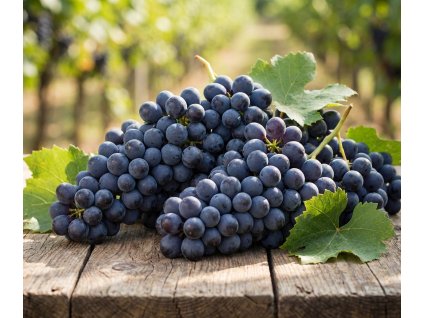 Vinná réva " Magdalena " - bezsemenná