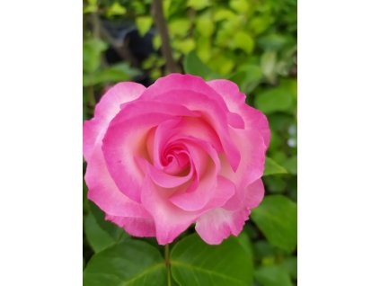 Stromková růže Bordure Rose