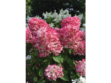 60146 FE hyd pan diamond rouge 2