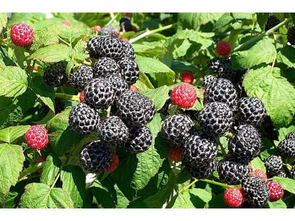 black raspberries