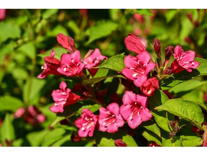 weigela 7200788 1920