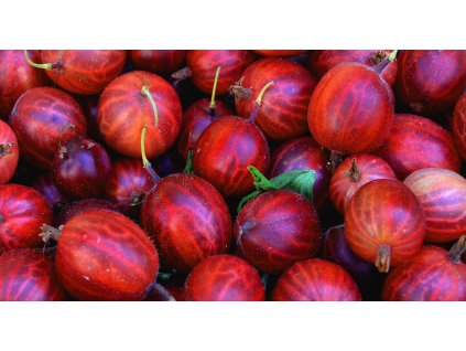 gooseberry 1556683 1920 (1)