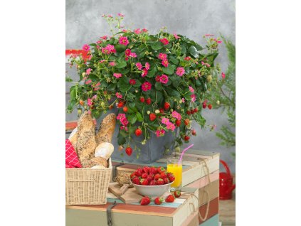 ragoo Rose 'Toscana' (70057675)