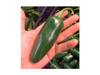 chili seeds jalap gia