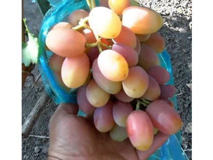 Tropicana Katrusya Kakhovskaya