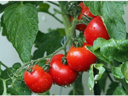 tomatoes g50fcb11a8 1920
