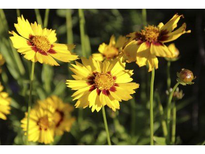 Coreopsis lanceolata Sterntaler e g8dcf4d414 1920 pxb