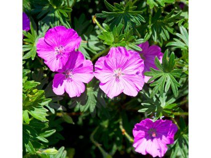 geranium tiny monster profimedia 0170188877