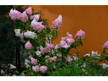 hydrangea sundae frise profimedia 0719662347