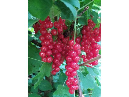 Rybíz červený " Rovada " keř
