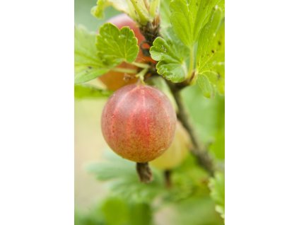 rodnik profimedia 0253142720